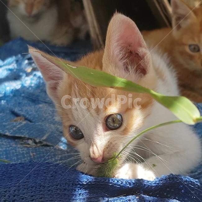 고양이,새끼고양이,깨물기,강아지풀,풀