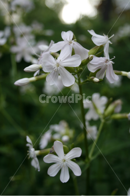 식물,flower,plants,nature,꽃,꽃봉오리,식물,자연,plants,nature,꽃,flower