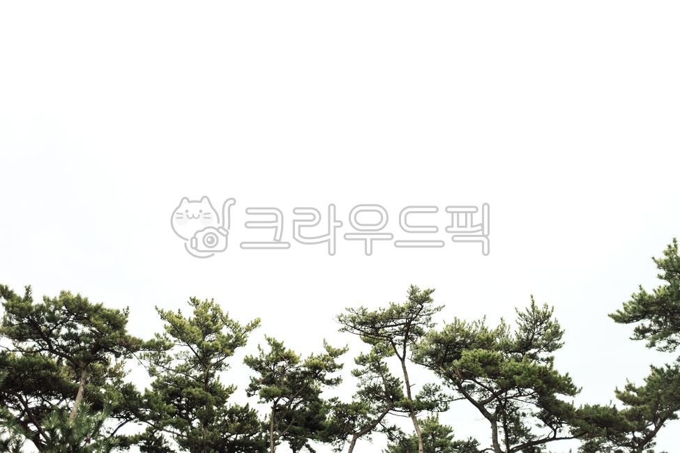 sky,pine tree,green,tree,coniferous plant,White space,tree trunk,background,plant,Wallpapers,conifer,cloudy day