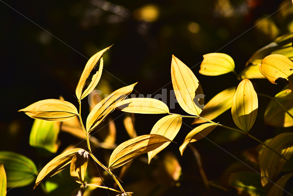 가을,가을배경,가을느낌,가을감성,감성사진,야외,옥외,아웃도어,outdoor,fall,autumn,season,시즌,계절,한국토종,노랑색,leaf,잎,plant,식물,애기나리,역광,빛,투명한,햇살,식물,자연,plants,nature
