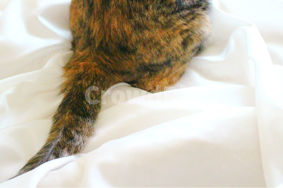 감성사진,고양이,반려동물,동물,감성,cat,반려묘,성묘,냥,animals,동물,animal,포유류,mammal,고양이,cat,kitten,kitty