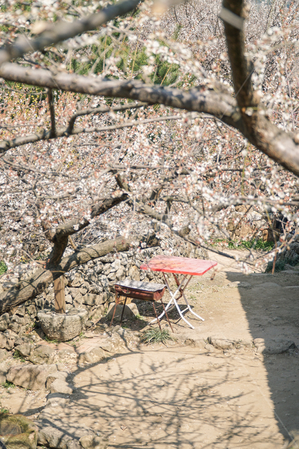 nature,자연,매화,봄,spring,flowers,광양,plant,식물,길