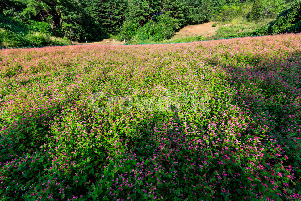 메밀,핑크색,담홍색,농촌,메밀꽃,꽃잎,색깔,화려한,꽃,자연,풍경,nature,landscape,plant,식물,grassland,목초지,field,들,outdoors,옥외