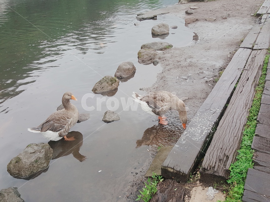 bird,새,animal,동물,오리,duck,호수,lake,물,water,돌,stone,옥외,outdoors,동물,animal,조류,새,birds