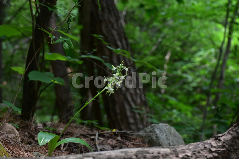 제비난초,야생화,생태,식물,자연,꽃,힐링,플라워,wildflower,flower,plants,nature,season,감성,느낌,emotion,feeling,초본,난초과,제비난초속,식물,자연,plants,nature,꽃,flower