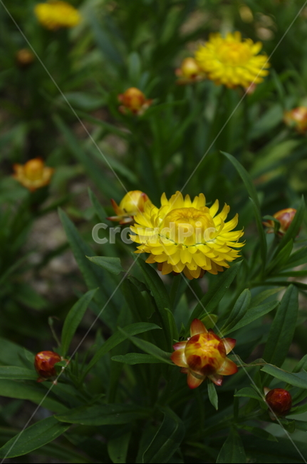 종이꽃,꽃,flower,식물,plant,계절,봄,spring,식물,자연,plants,nature,꽃,flower