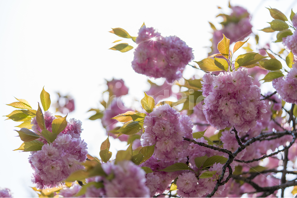 봄,겹벚꽃,겹벚꽃나무,벚꽃,매크로,핑크,봄,계절,spring,season,식물,자연,plants,nature,꽃,flower,plant,blossom