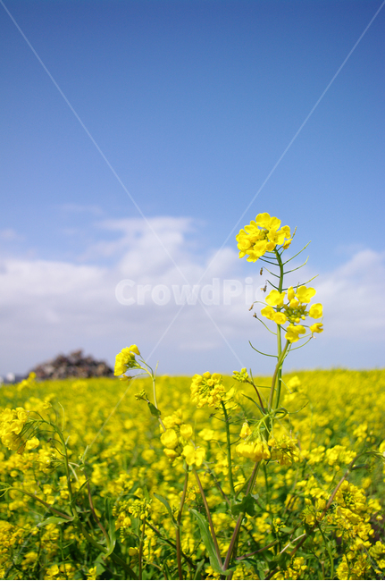 유채꽃,꽃밭,꽃,봄,flower,봄,계절,spring,season,식물,자연,plants,nature,꽃,flower,field,들,outdoors,옥외,grassland,목초지