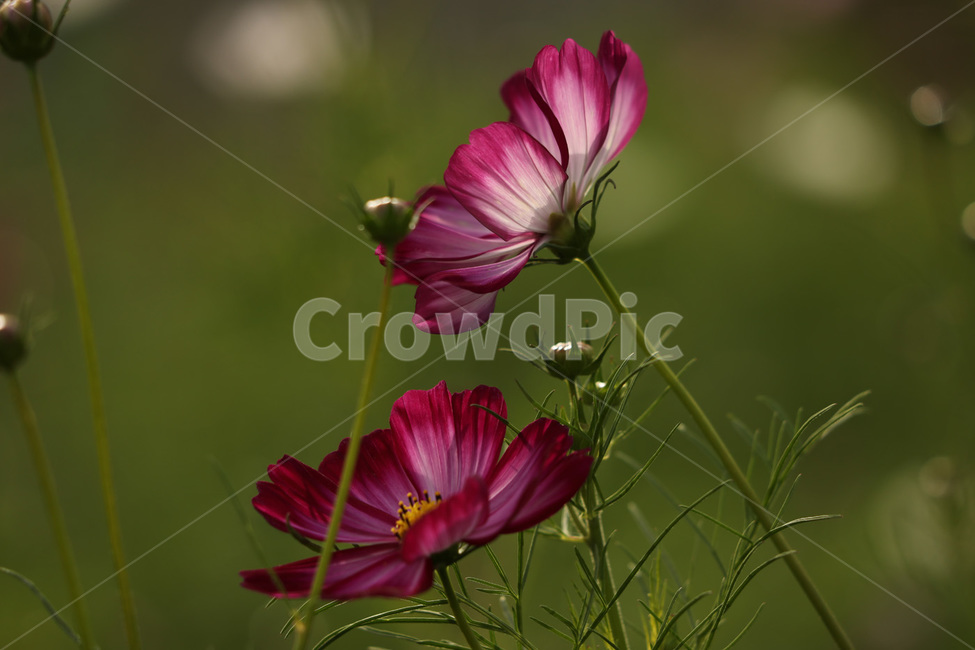 빨강,가을,분홍,자연,사랑,식물,자연,plants,nature,꽃,flower