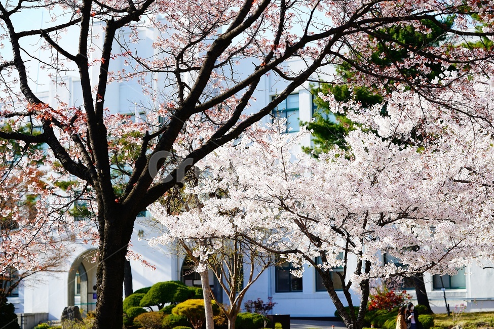 정독도서관,풍경,벚꽃,flower,blossom,식물,plant