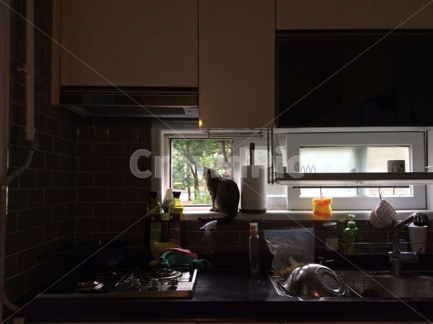 고양이,cat,일상,가정,집,home,바깥구경