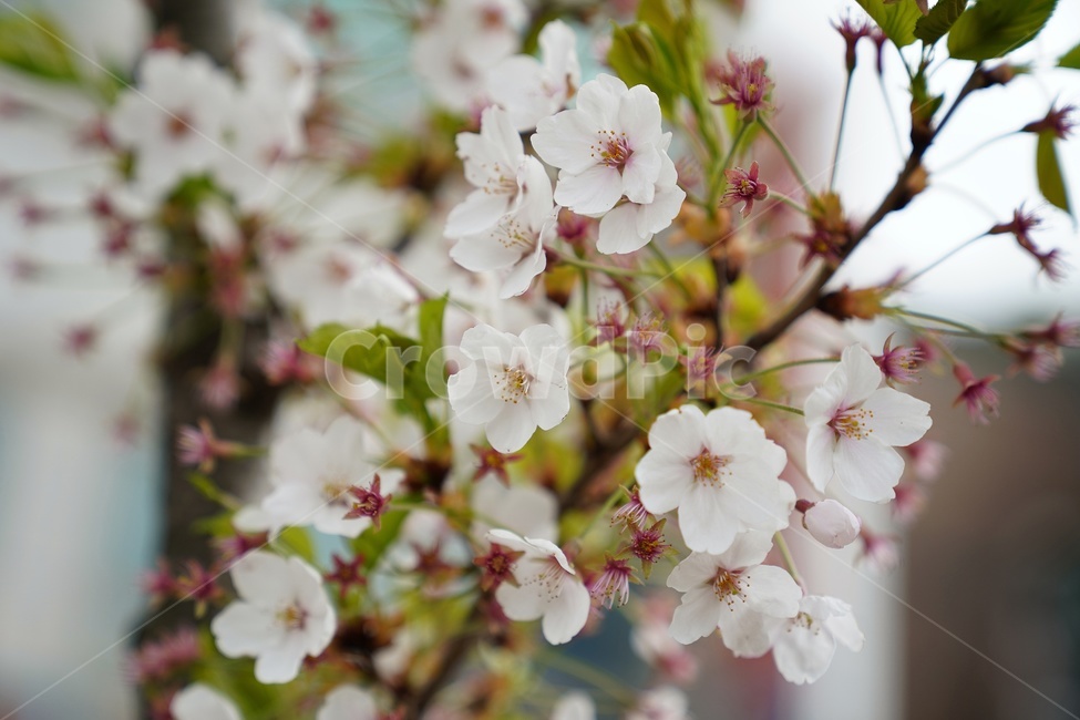 꽃,봄,향기,보케,아웃포커싱,봄,계절,spring,season,식물,자연,plants,nature,꽃,flower,plant,blossom,cherry blossom,벚꽃