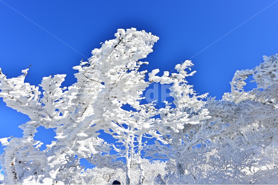 mountain,산,nature,자연,outdoors,옥외,landscape,경치,scenery,풍경,mountainrange,산맥,snow,눈,덕유산,설천봉,향적봉,중봉,상고대,덕유산설경,겨울,계절,설경,겨울,계절,winter,season,자연,풍경,nature,landscape,한국자연풍경,한국자연경관,korea nature landscape