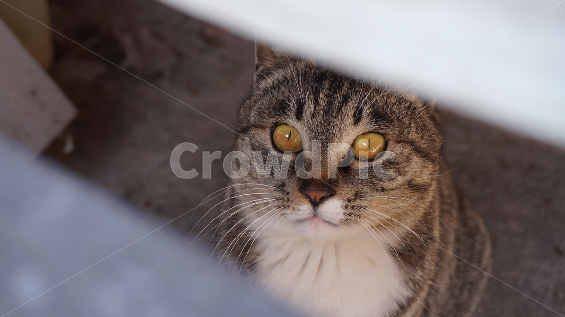 고양이,길냥이,코숏,고등어고양이,고등어,길고양이,동물,animal,포유류,mammal,고양이,cat,kitten,kitty