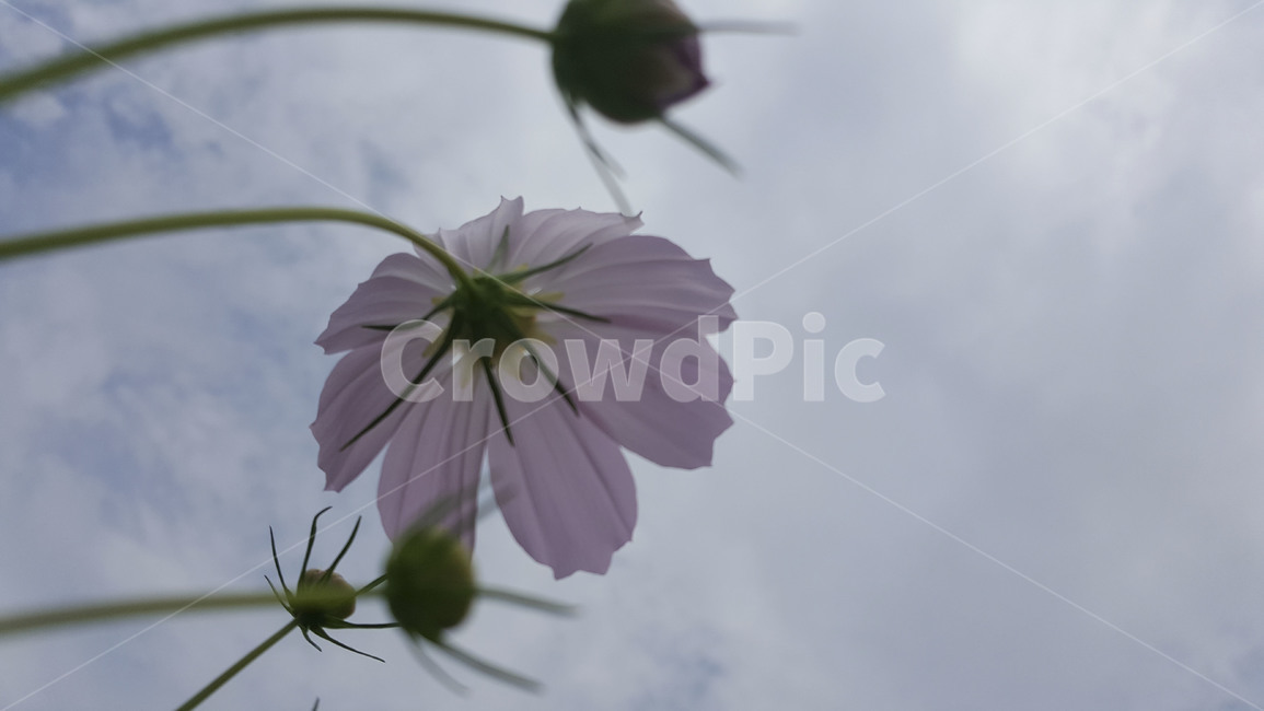plant,식물,코스모스,flower,cosmos,핑크색꽃,가을