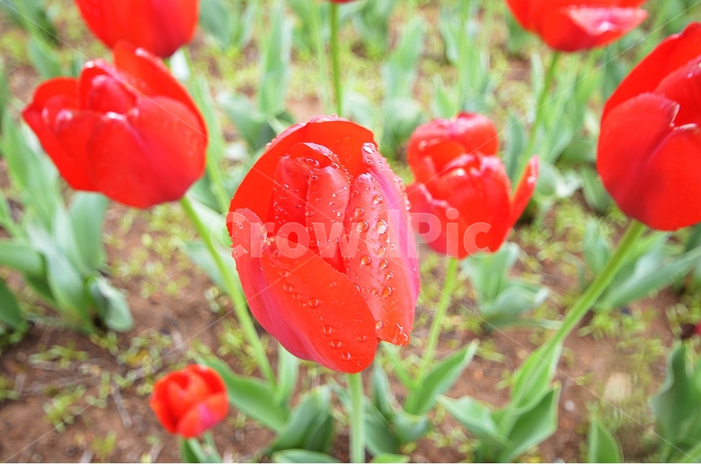 튤립,튜울립,꽃,공원,빨강,느낌,감성,생각,풍경,봄,계절,spring,season,식물,자연,plants,nature,꽃,flower,plant,blossom