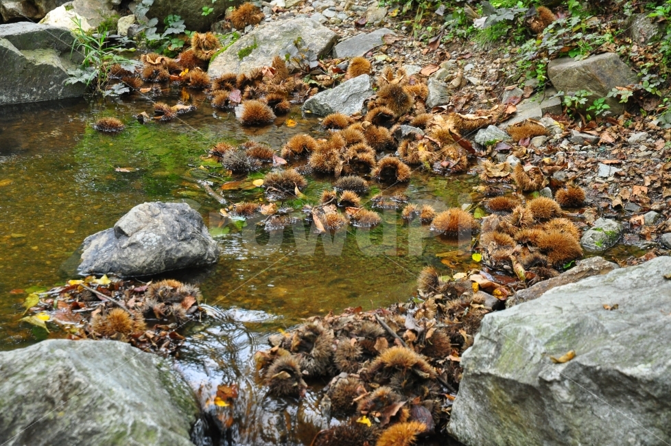 춘천,제이드가든,가을,밤,계곡,개울,물,밤송이,jadegarden,autumn,chestnut,brook,valley,water,flow,자연,풍경,nature,landscape,가을,계절,fall,autumn,season,outdoors,옥외