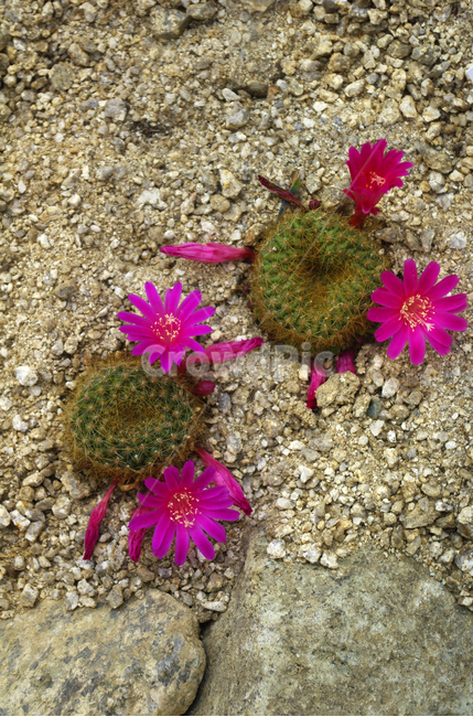 꽃,식물,flower,color,선인장,사막,자연,식물,자연,plants,nature,꽃,flower