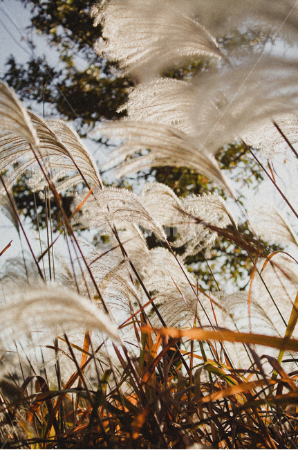 plant,식물,갈대,억새,억새풀,가을,가을,계절,fall,autumn,season