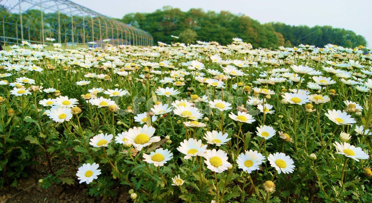 꽃,자연,식물,감성사진,여름,flower,plant,nature,하얀꽃,정원