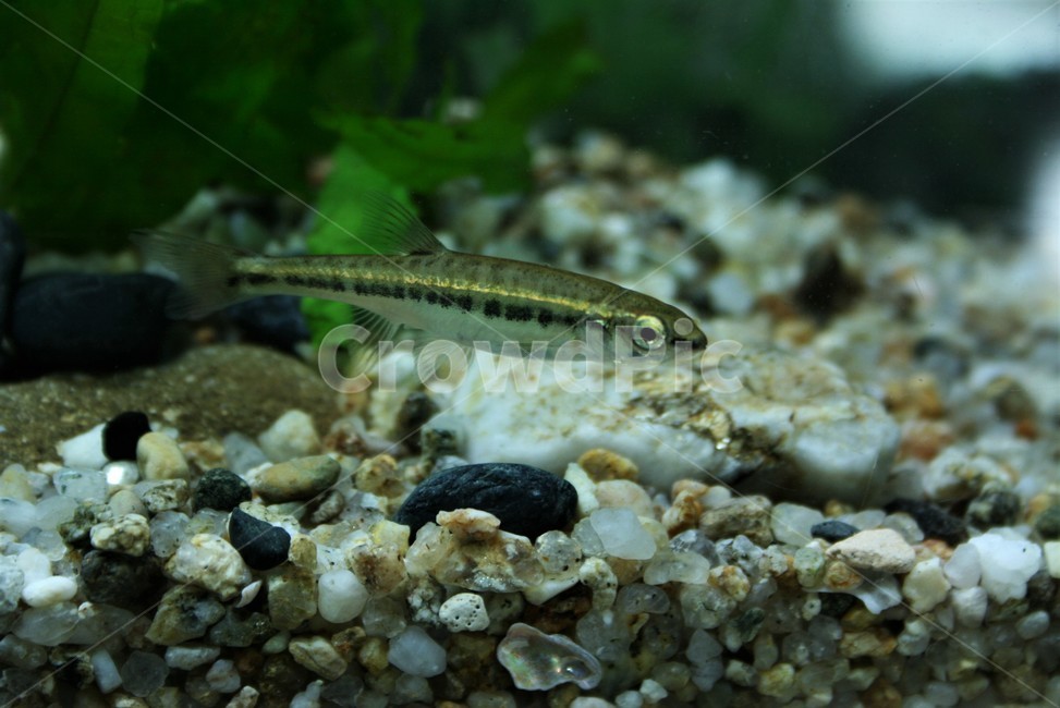 연준모치,황어아과,남한강상류,오십천,혼인색,민물고기,동물,animal,어류,물고기,fish