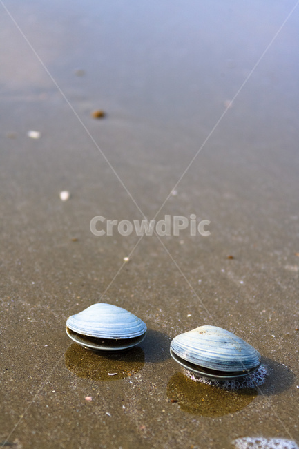 조개,바닷가,바다,모래,물,해변,바다,beach,sea