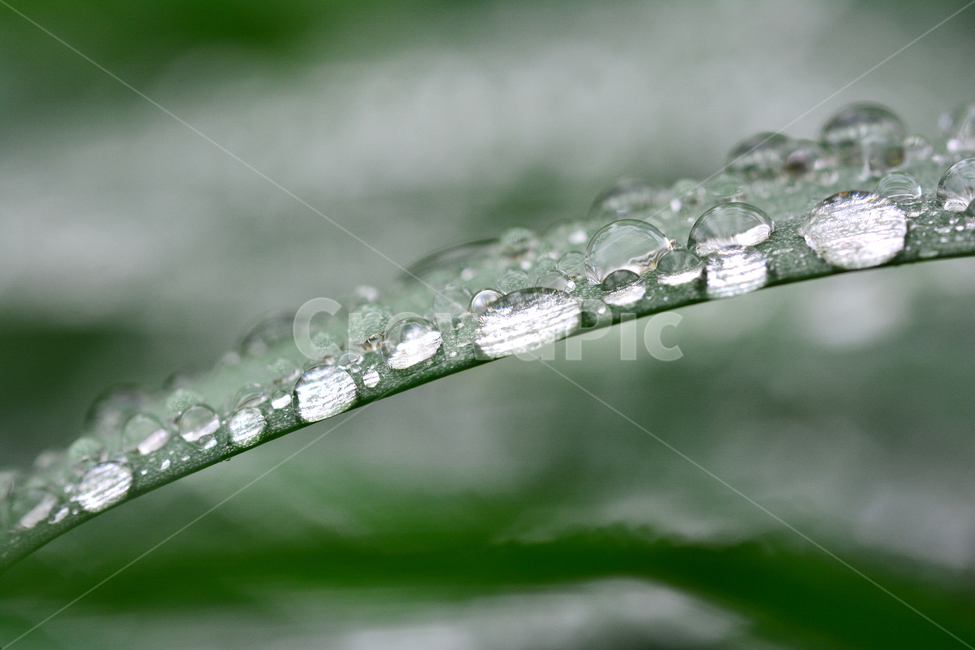 이슬,물방울,풀잎이슬,투명,빗방울,봄비,dew,water,맺히다,방울방울,plant,green,초록,싱그러운,신선한,맑은,아침이슬,해맑은,빗물,초본,영롱한,접사,마크로,클로즈업,fresh,clean,clear,natural,자연,식물,자연,plants,nature