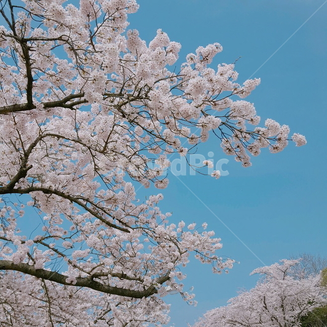 봄,벚꽃,3월,나무,가지,분홍색