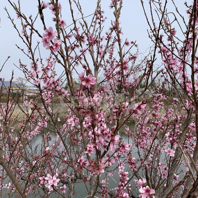 분홍색꽃,물,나무,봄,봄의시작