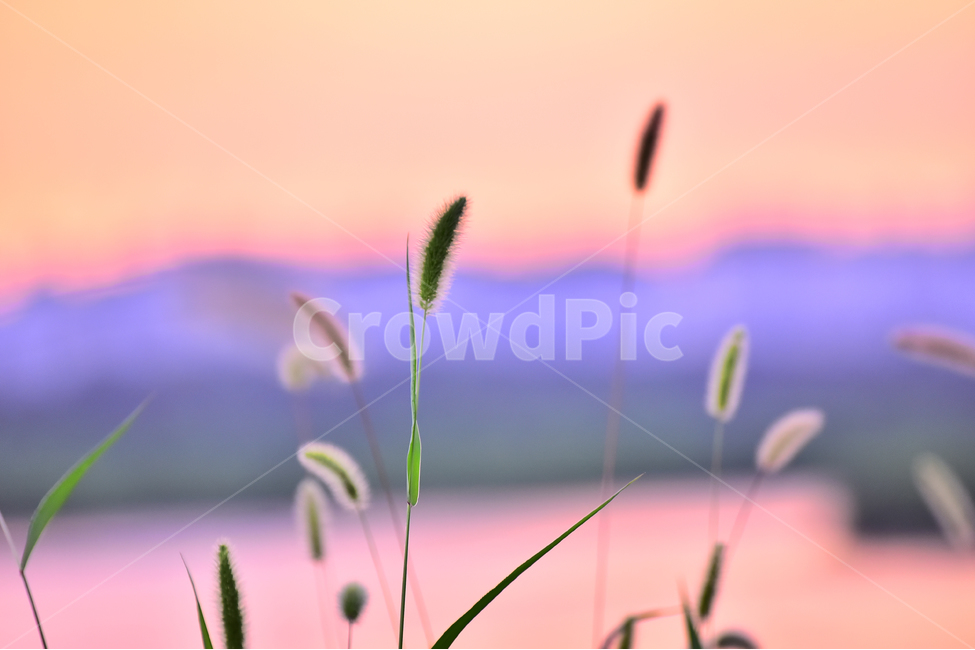 강아지풀,노을,석양,강물,sunset,해질무렵,저녁노을,풍경,background,배경,바탕,백그라운드,분홍색,핑크색,pink,색감,감성,분위기,feeling,식물,plant,강변풍경,식물,자연,plants,nature