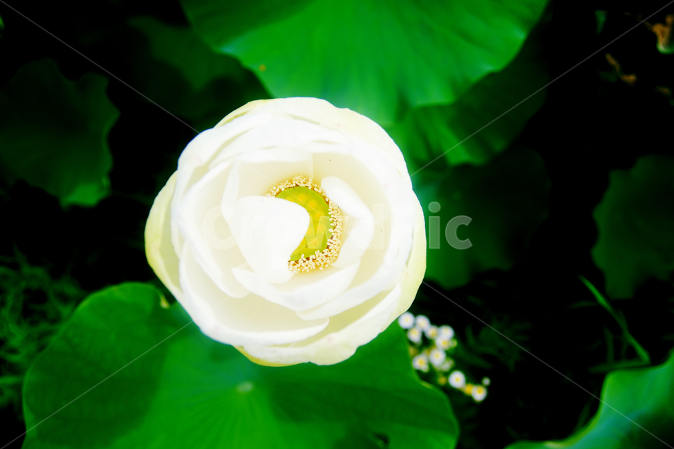 꽃,여름,연꽃,연잎,봉우리,푸른,나뭇잎,식물,자연,plants,nature,꽃,flower