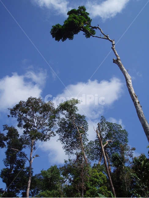 나무,하늘,tree,sky,자연,nature