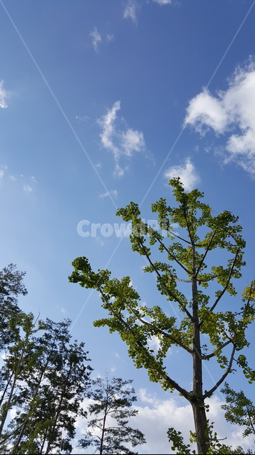하늘,초록나무,나무,나무하늘배경,tree,plant