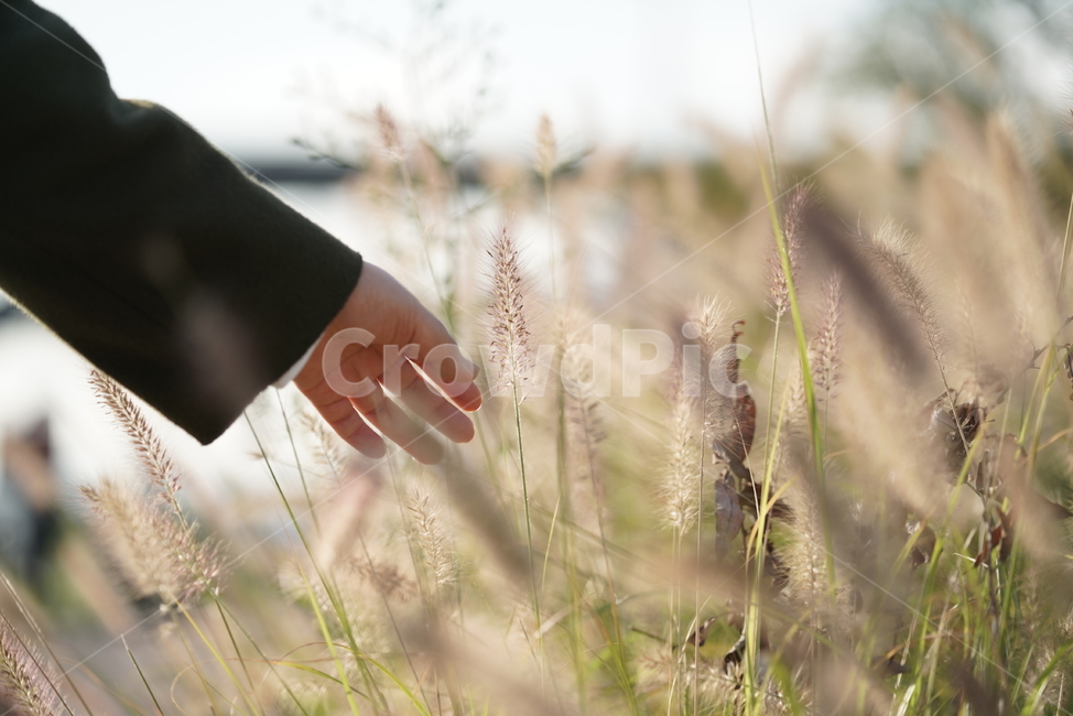 식물,강아지풀,생명,자연,생물,plant,손,hand,식물,자연,plants,nature
