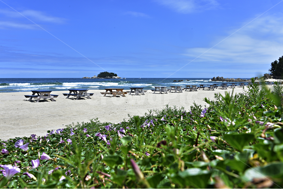 갯메꽃,하조대,해변,메꽃,연분홍색,해변식물,beach,theseaside,개메꽃,자연,풍경,nature,landscape,sea,바다,outdoors,옥외,ocean,대양,water,물,land,땅
