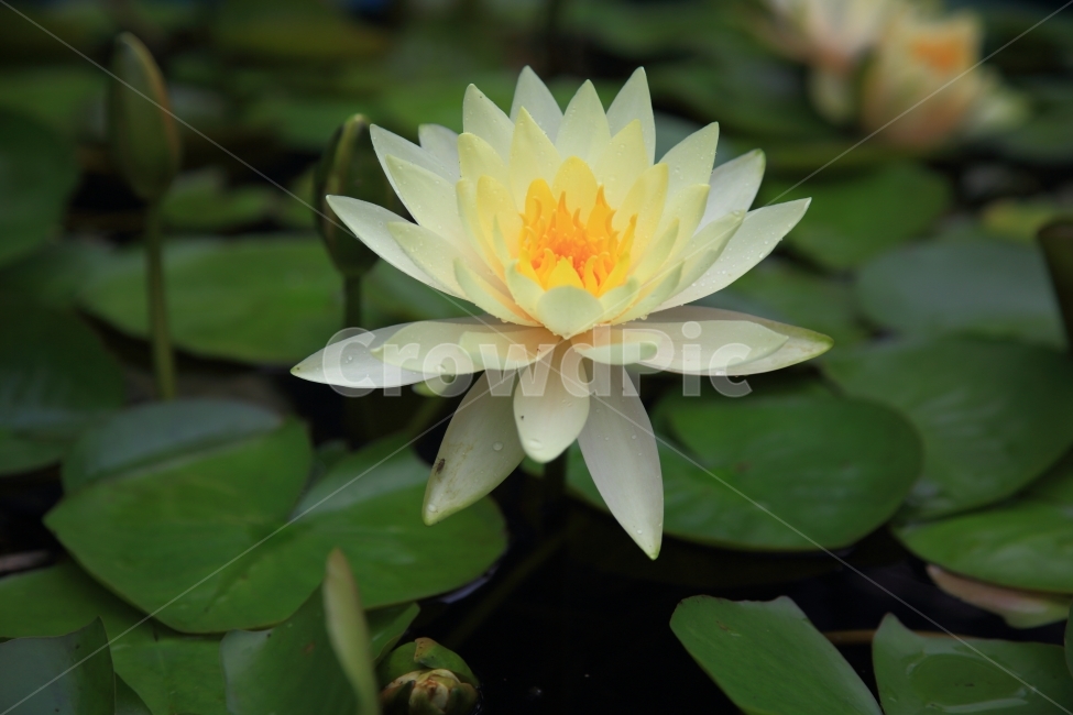 연꽃,자연,풍경,접사,제주,식물,자연,plants,nature,꽃,flower