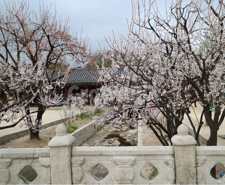 창경궁,봄,벚꽃,꽃,풍경,궁궐,전통,봄,계절,spring,season,한국전통,한국문화,korean traditional,korean culture,식물,자연,plants,nature,나무,trees,wood,plant