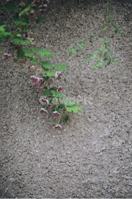꽃,식물,벽,나무,담쟁이,식물,자연,plants,nature,꽃,flower