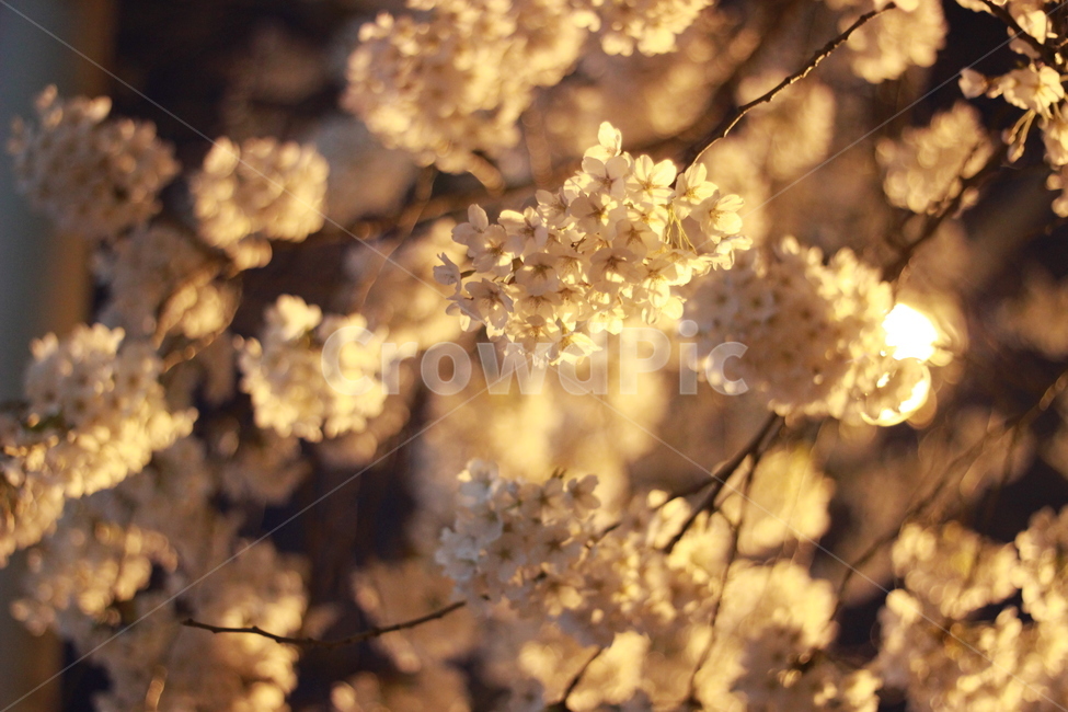 봄,벚꽃,가로등,밤하늘,꽃,봄,계절,spring,season,야경,밤,풍경,nightscape,night,landscape,plant,식물,flower,blossom