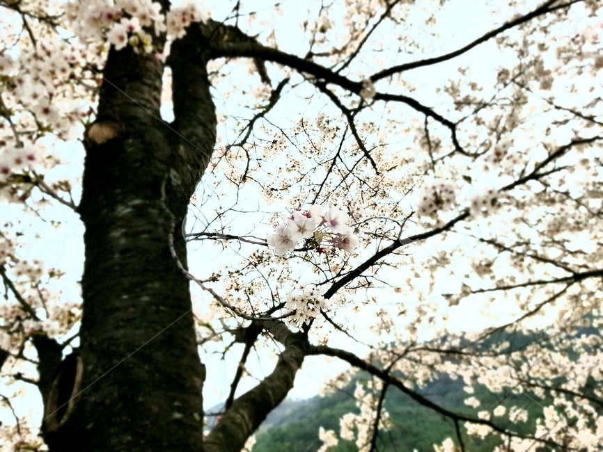 봄,벚꽃,근접촬영,봄꽃,식물,spring