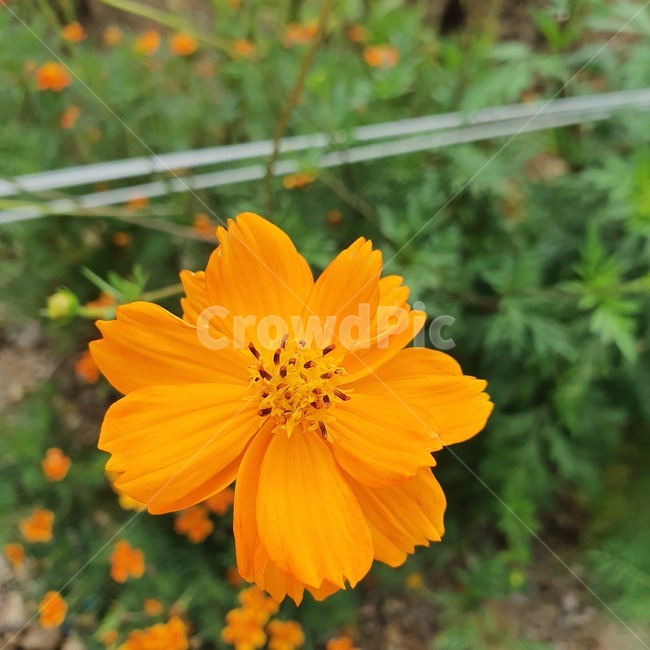 plant,식물,flower,주황,꽃
