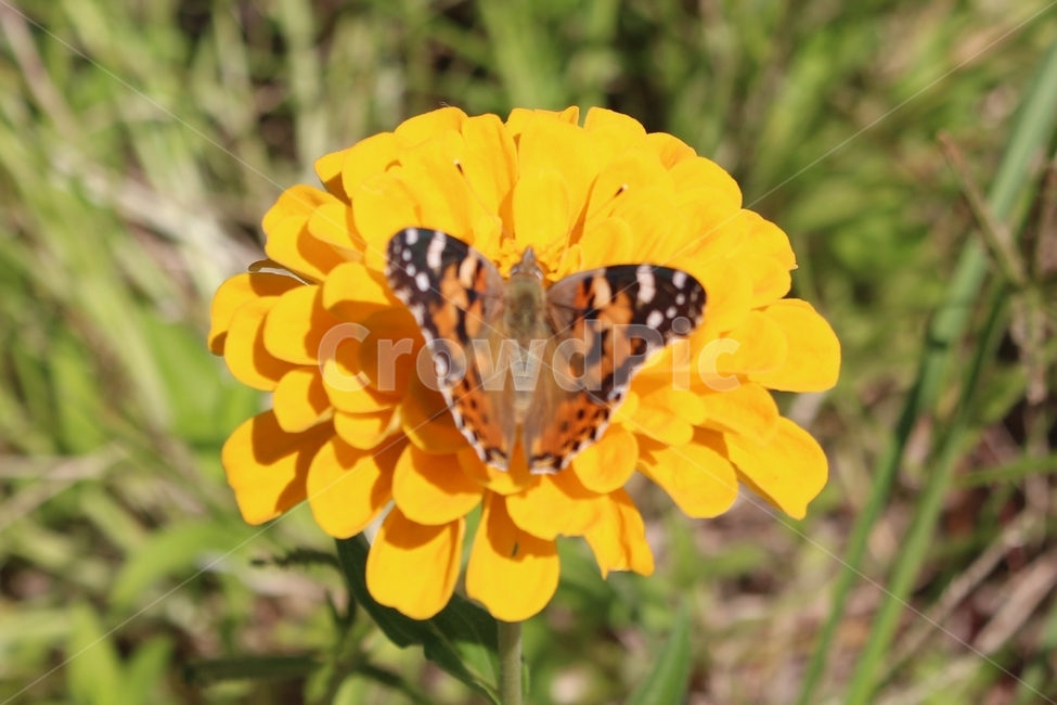가을,들꽃,백일홍,나비,꽃,식물,자연,plants,nature,꽃,flower,동물,animal,곤충,벌레,insect,bug