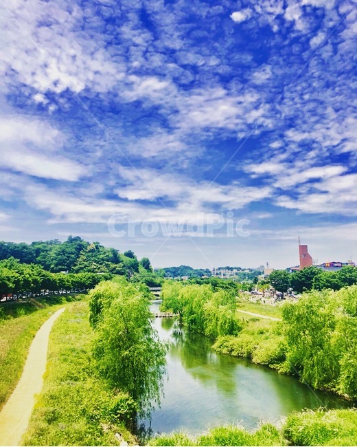 강,숲,하천,천변,나무,풀