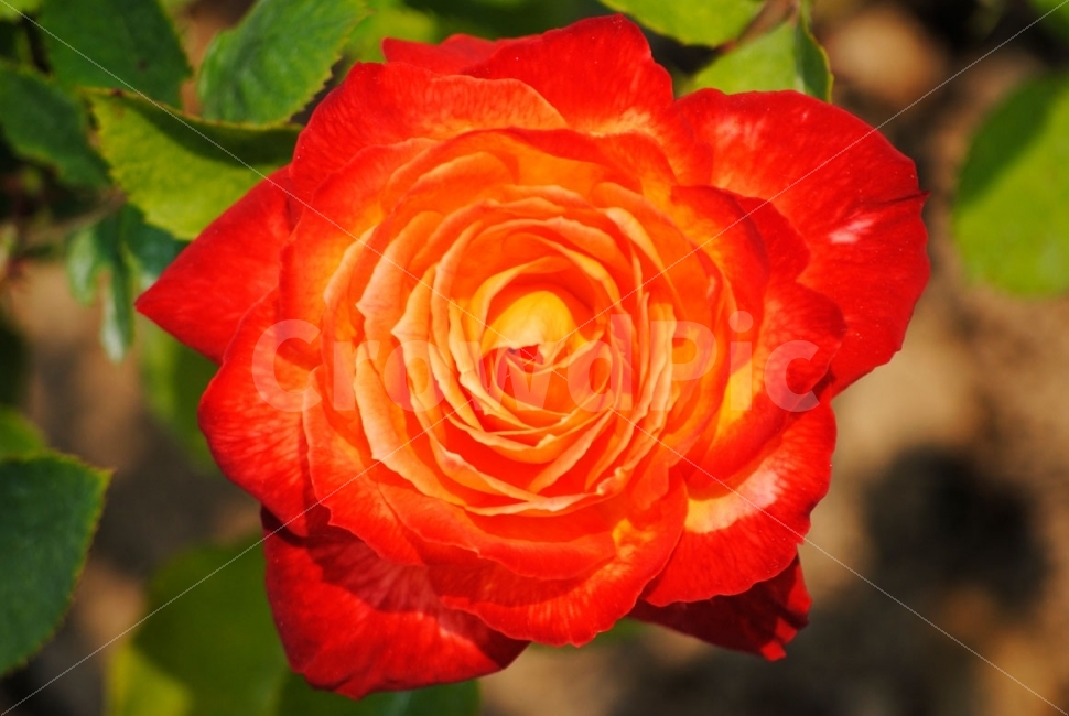 장미,꽃,울산,대공원,축제,로즈,rose,사랑,flower,love,plants,자연,nature,식물,자연,plants,nature,꽃,flower