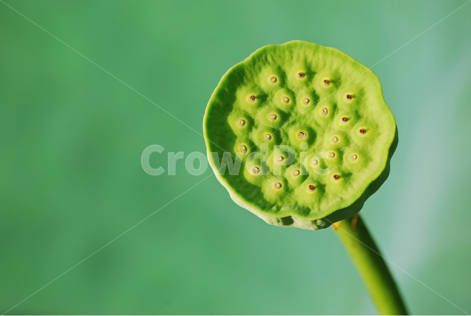 연자육,연꽃씨,연자,연육,약용식물,한방약재,씨앗,종자,식물,열매,plant,수생식물,약재,건강식품,결실