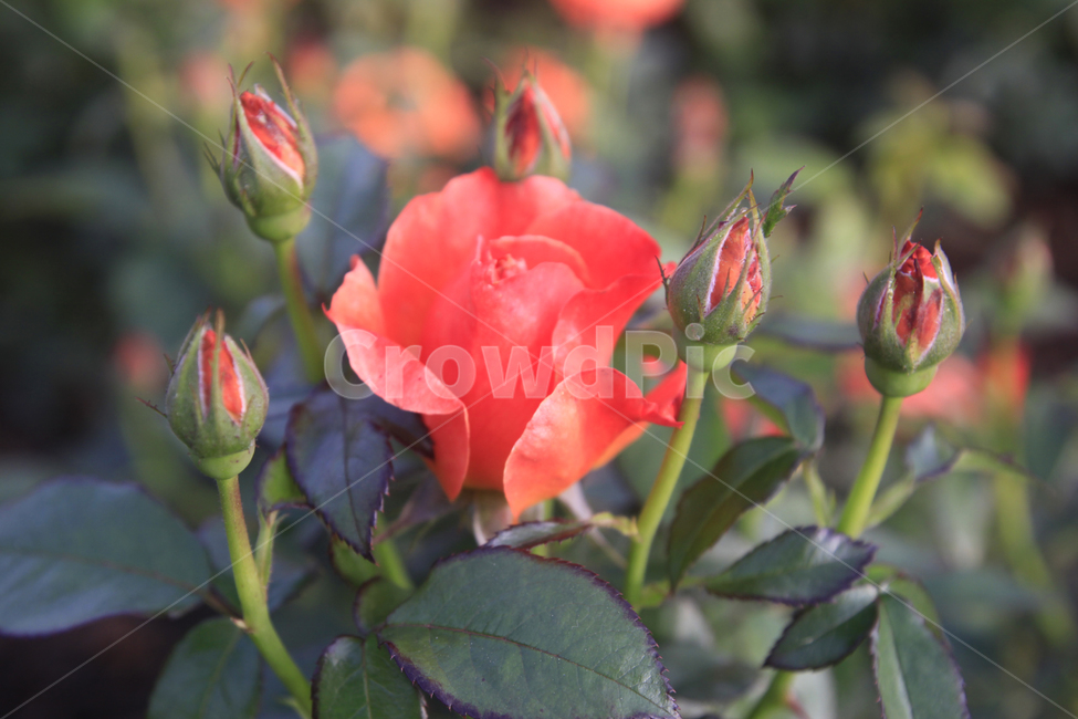 장미,장미사진,장미배경,장미축제,장미공원,꽃,꽃축제,빨간장미,식물,자연,plants,nature,flower,rose,식물,자연,plants,nature,꽃,flower