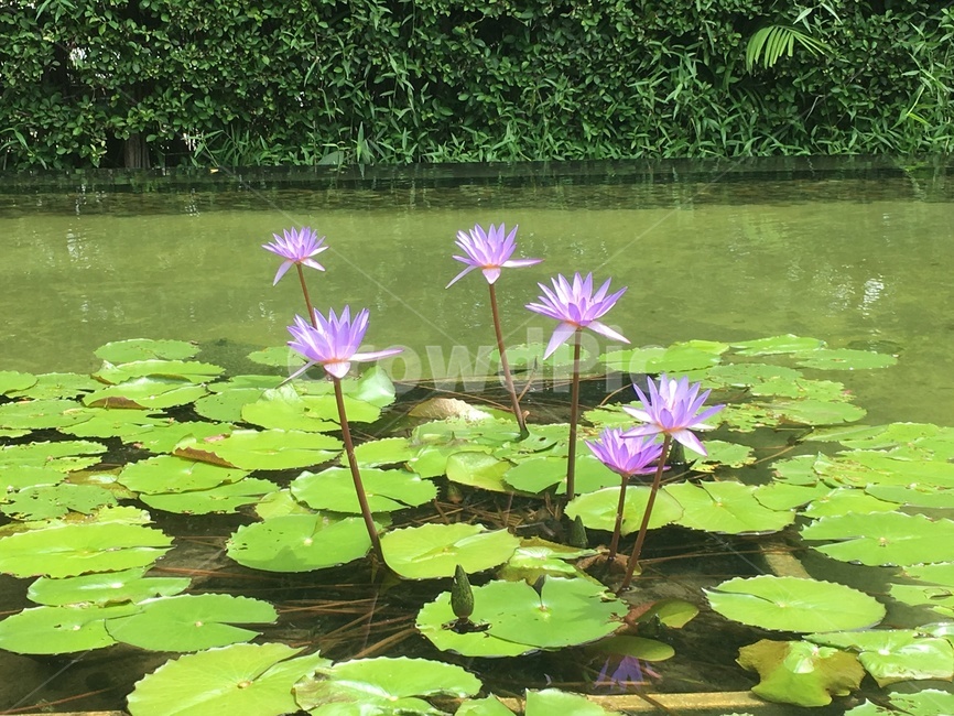 연꽃,자연,꽃,연못,연못꽃,식물,자연,plants,nature,꽃,flower
