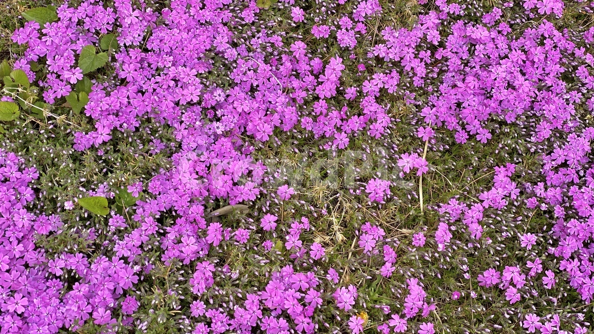 blossom,geranium,제라늄,flower,꽃,plant,식물,자연,nature,마당,봄,spring,pink,purple,blooming,분홍색,분홍