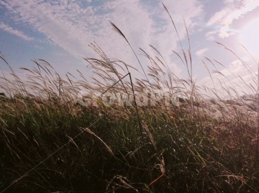 가을,하늘,풍경,노을,갈대,aurumn,sky,가을,계절,fall,autumn,season,자연,풍경,nature,landscape,grass,잔디,plant,식물,lawn