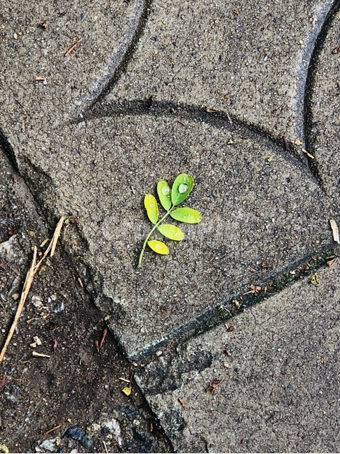 바닥,아스팔트,나뭇잎,ground,cute